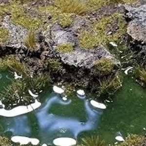 Bases, Dioramas & Basing Materials